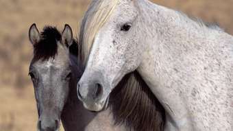 Farm Property for Sale - 6 Lot 12 Ranch Court Kalbarri WA 6536