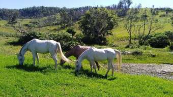 Farm Property for Sale - 1085 Pappinbarra Road Pappinbarra NSW 2446