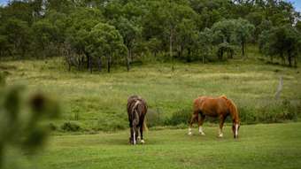 Farm Property for Sale - 876 Greenmount Hirstvale Road East Greenmount QLD 4359