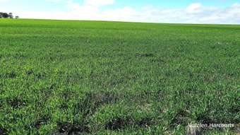 Farm Property for Sale - 1905 Dalwallinu West Road Miling WA 6575