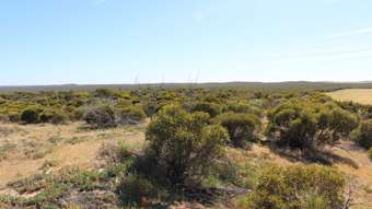Farm Property for Sale - S22 Tori Hills Road Sandalwood SA 5309