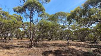 Farm Property for Sale - 242 Starick Road Cambrai SA 5353