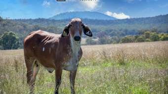 Farm Property for Sale - 3081 Rocky Creek Road Rocky Creek NSW 2371