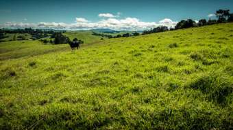 Farm Property for Sale - Dorrigo NSW 2453