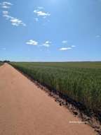 Farm Property for Sale - "Fox's" Koorda-Bullfinch Road Warralakin WA 6421