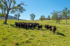 Farm Property for Sale - 785 Toms Creek Road Ellenborough NSW 2446