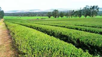 Farm Property for Sale - 330  Meerup Road  Meerup WA 6262