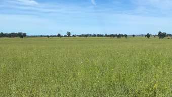 Farm Property for Sale -  Sunny Slopes Warraderry Way Gooloogong NSW 2805