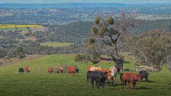 Farm Property for Sale - 350 Ingles Road NEUREA Via Wellington NSW 2820