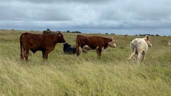 Farm Property for Sale - Lot 125 Mount McEuen Road Hivesville QLD 4612