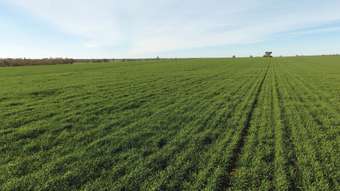 Farm Property for Sale - 1361 "Boxdale" Carlisle Road Condobolin NSW 2877