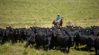 Farm Property for Sale - 1006 Green Hills Road Guyra NSW 2365