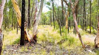 Farm Property for Sale - 1037 Westport Road Jacks Creek NSW 2390