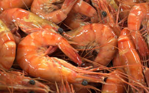 Farm Property for Sale - 371 School Road Palmers Island NSW 2463