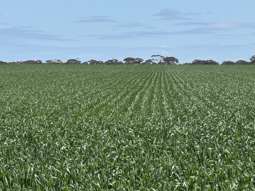 Farm Property for Sale - . "Price's" Mukinbudin WA 6479