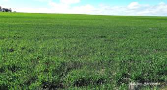 Farm Property for Sale - 1905 Dalwallinu West Road Miling WA 6575