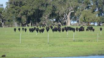 Farm Property for Sale - 1770 Beermullah Road West Wanerie WA 6503