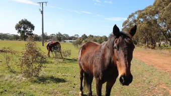 Farm Property for Sale - Lot 1 Scotts - Titwobble Lane Wedderburn VIC 3518