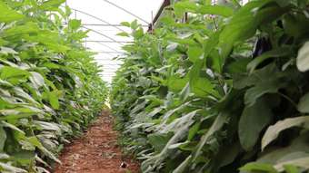 Farm Property for Sale - Lot 2451 Arthur Road Walkaway WA 6528