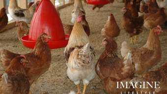 Farm Property for Sale - Warral NSW 2340