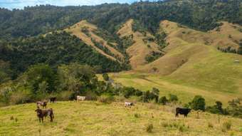 Farm Property for Sale - Toms Creek NSW 2446