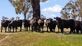 Farm Property for Sale - 1910 Lagoon Road Bathurst NSW 2795