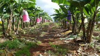 Farm Property for Sale - Innisfail QLD 4860