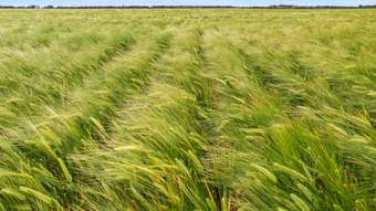 Farm Property for Sale - 1765 Netherton Road Netherton SA 5301