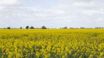 Farm Property for Sale -  Mount Pleasant Road Minyip VIC 3392