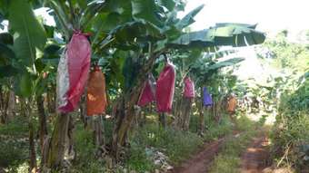 Farm Property for Sale - Innisfail QLD 4860