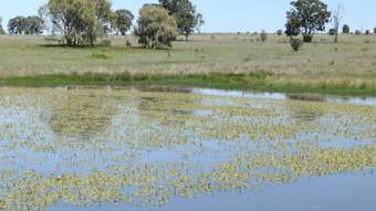 Farm Property for Sale - 28108 CARNARVON HIGHWAY Roma QLD 4455