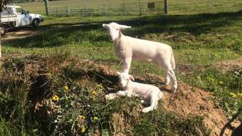 Farm Property for Sale - 401 York-Williams Road Dale WA 6304