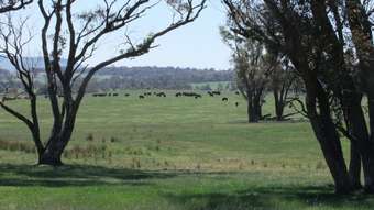 Farm Property for Sale - Neville NSW 2799