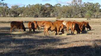 Farm Property for Sale - 611 Old Mill Road Eumungerie NSW 2831