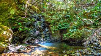 Farm Property for Sale - 389 &amp;  Middle Pocket Road Middle Pocket NSW 2483