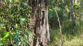 Farm Property for Sale - 85 Counter Road Wolvi QLD 4570