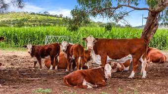 Farm Property for Sale - "Sout Cnr Cronin Road &amp; Stoneleigh Road Linthorpe QLD 4356