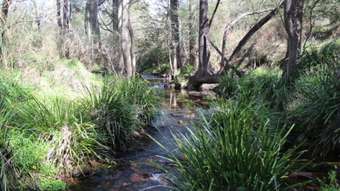 Farm Property for Sale - 40 MacLeods Creek Road Tenterfield NSW 2372