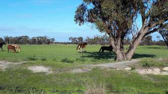 Farm Property for Sale - Lot/240 Great Eastern Highway Meckering WA 6405
