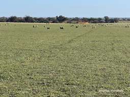 Farm Property for Sale - 2159 Mouroubra Road Beacon WA 6472