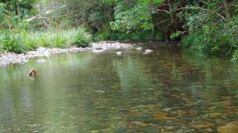 Farm Property for Sale - 802 Dairyville Road Upper Orara NSW 2450