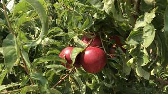 Farm Property for Sale - 365 Cottons Road Cobram VIC 3644