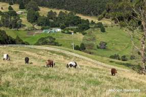 Farm Property for Sale - 482 Old Whitelaws Track Devon North VIC 3971