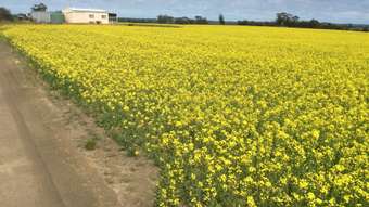 Farm Property for Sale - LOT 612 NAMBLING NORTH ROAD Dowerin WA 6461