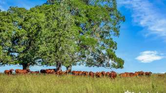 Farm Property for Sale - Lot 216 Wide Bay Highway Lower Wonga QLD 4570