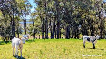 Farm Property for Sale - Lot 53 Cowalla Road Cowalla WA 6503