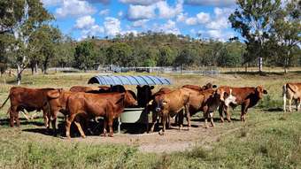 Farm Property for Sale - 789 Coppin Road Mungungo QLD 4630