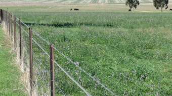 Farm Property for Sale - 223 Highfield Lane Geurie NSW 2818