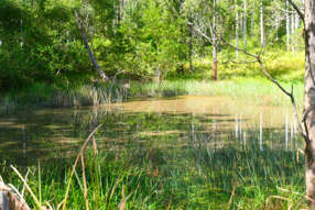 Farm Property for Sale - 146 Mills Road Bean Creek NSW 2469