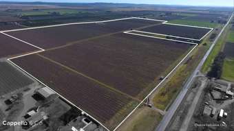 Farm Property for Sale - Farm 1342  Rodgers Road Yenda NSW 2681